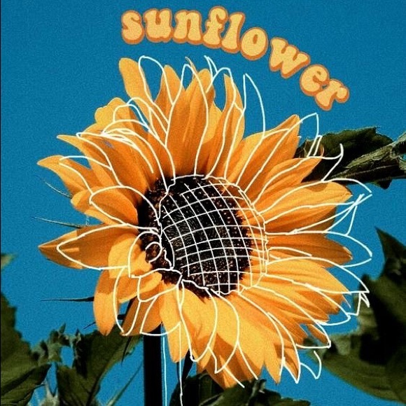 sunflower3945